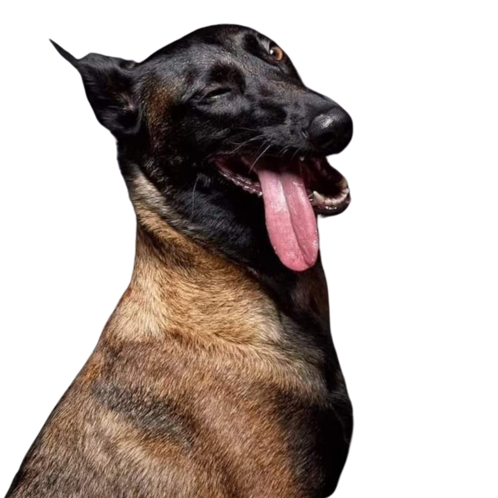 A-ZK9 ישראל