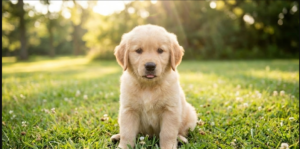 אימון וחינוך גורים: מאיפה מתחילים?