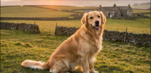 הכר את הכלב - גולדן רטריבר